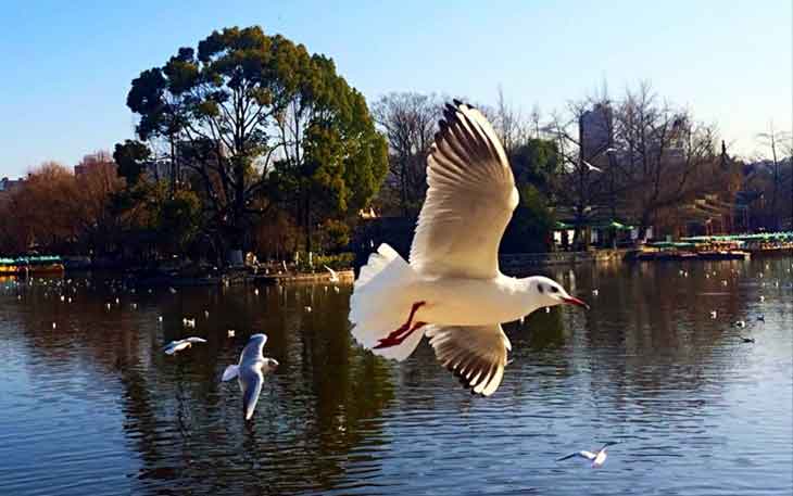 冬天去昆明哪里看海鷗？自從海鷗搬家來(lái)到昆明.jpg