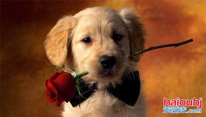 昆明搬家的時(shí)候不慎拋棄了金毛大媽得知后非要帶小狗回家.jpg 昆明搬家的時(shí)候不慎拋棄了金毛大媽得知后非要帶小狗回家.jpg