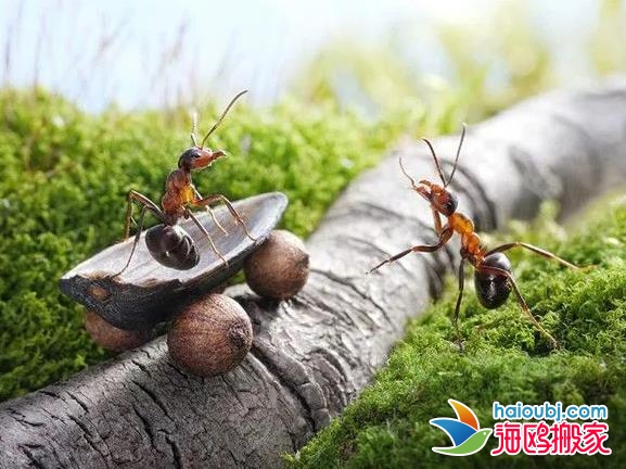 昆明盤龍區(qū)搬家公司收費(fèi)服務(wù)項(xiàng)目都是些什么？